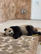 Visitate il primo Panda Park del Medio Oriente 