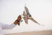 Il falco, l’uccello nazionale del Qatar