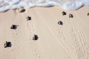 Avistamiento de tortugas carey en Catar