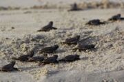 观赏卡塔尔玳瑁海龟