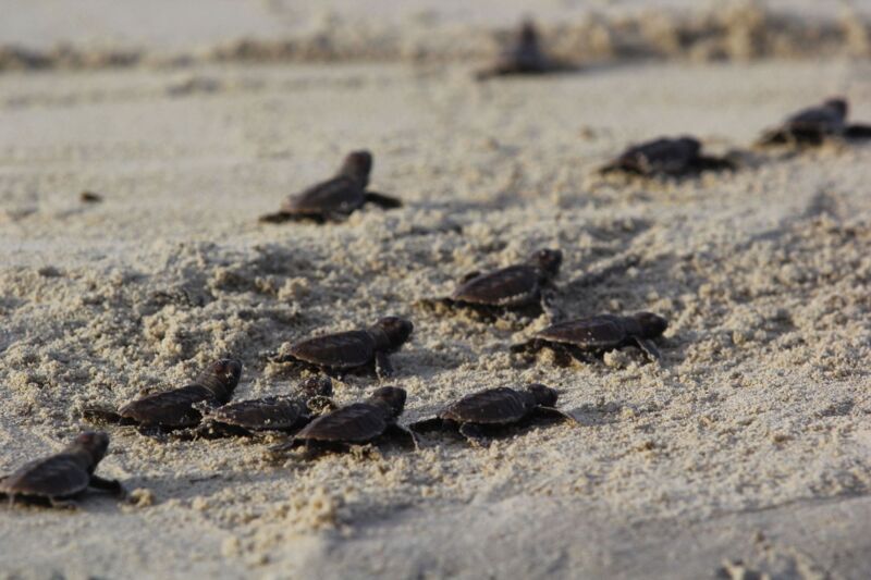 Hawksbill turtle spotting in Qatar | Visit Qatar