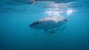 Alla scoperta degli squali balena del Qatar